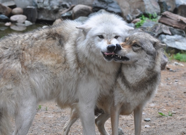 a dogs ears compared to a wolfs ears