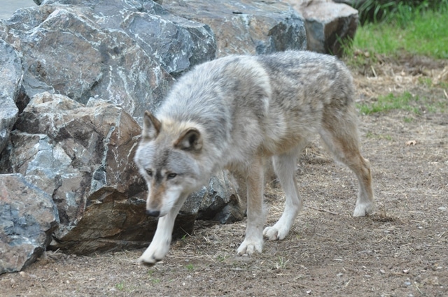 Aidan- Hard to Keep Up with the Changes | International Wolf Center