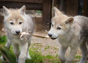 Axel on left; Grayson on right.