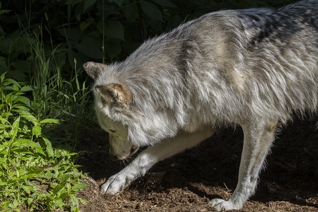 How Do Wolves Communicate International Wolf Center