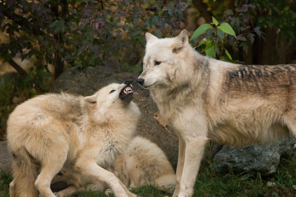 Grayson – Sending a Clear Message | International Wolf Center