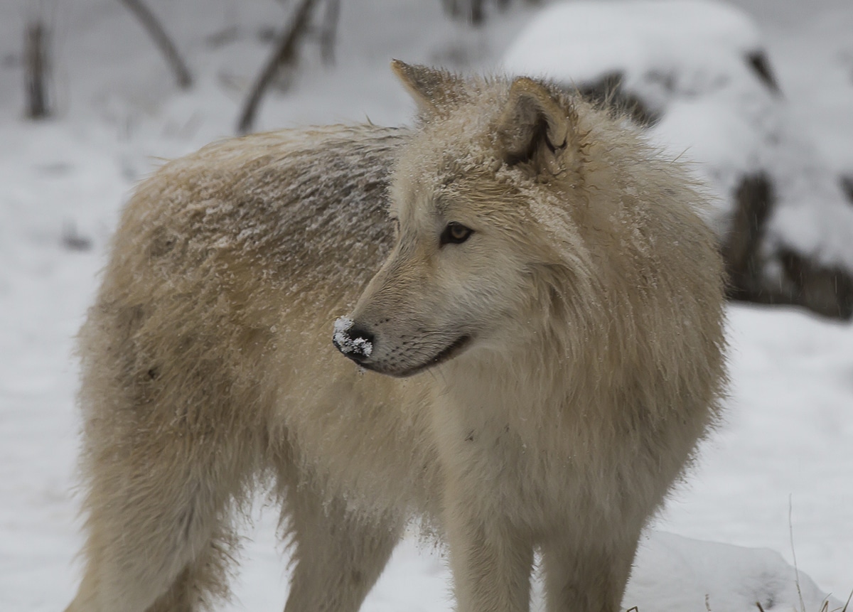Grayson – Looking for Patterns | International Wolf Center