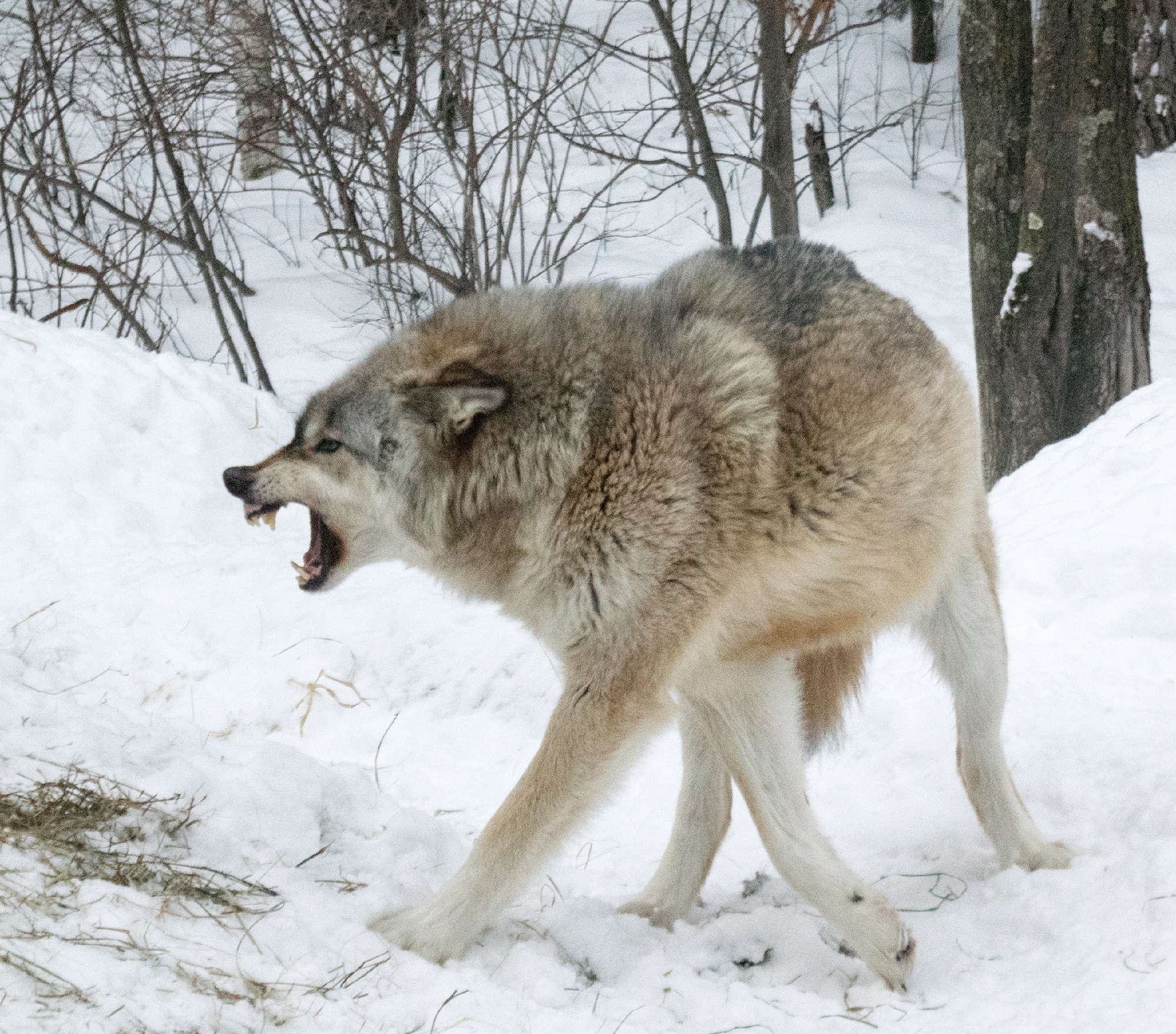 Макензийский Тундровый волк. Русский волк. Образ жизни волка. Предок волка. Сколько лет живут волки