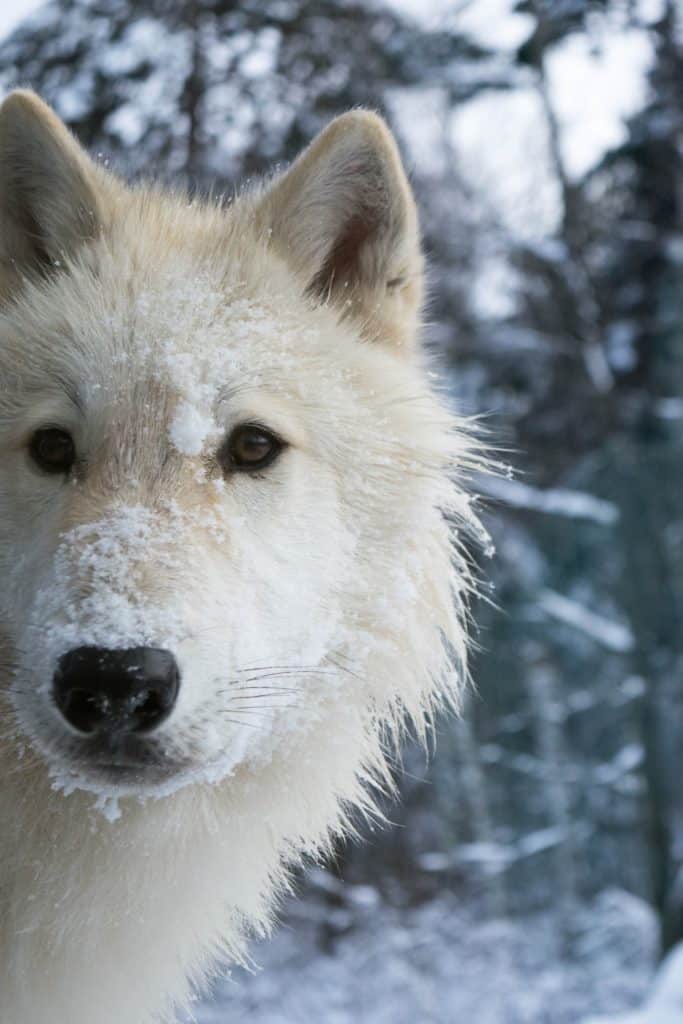 axel-alert-posture-international-wolf-center