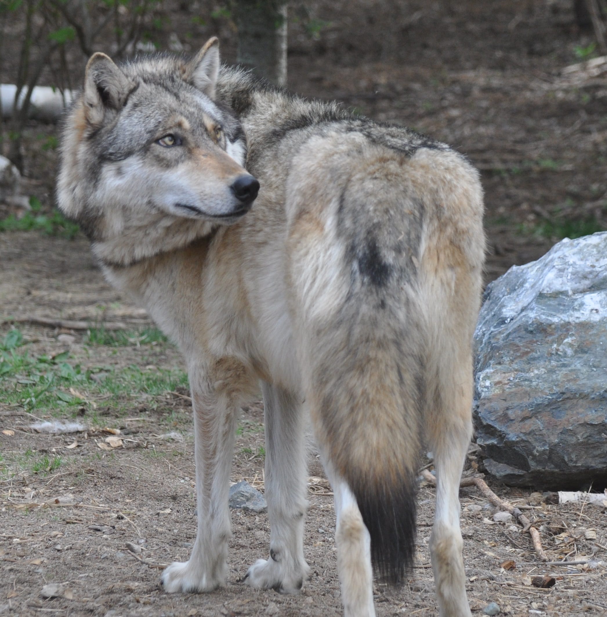 Boltz-Summer Lookout | International Wolf Center