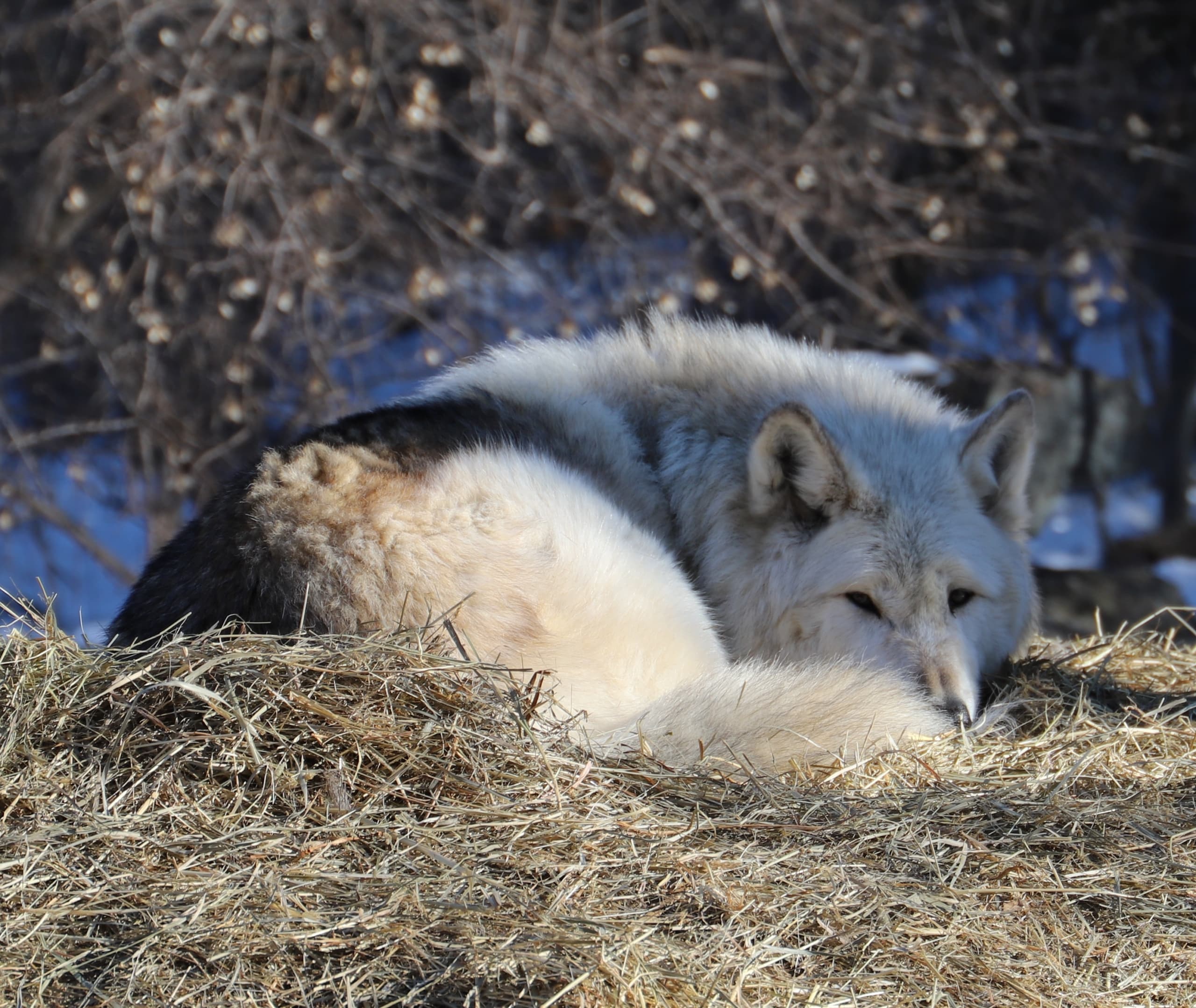 Denali resting