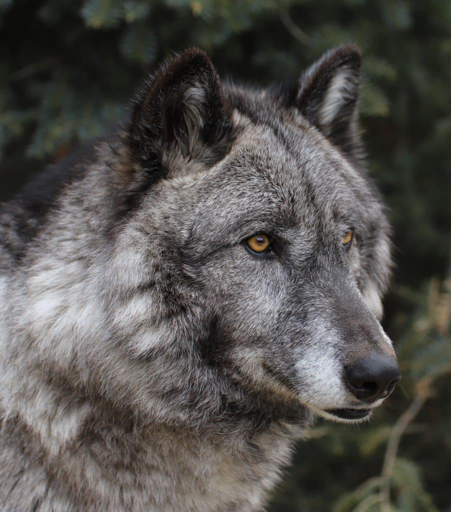 International Wolf Center » Blog Archive » Luna