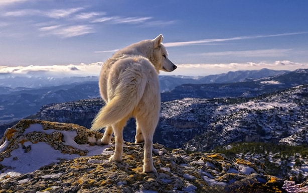 Wolf Biology and Behavior | International Wolf Center