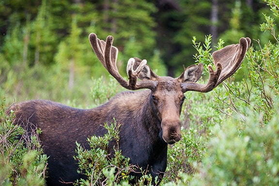 Moose are Ungulates