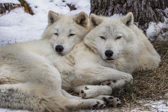 Bites winter wolves love Love Bites
