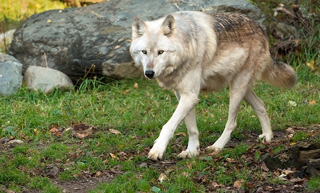 Membership | International Wolf Center