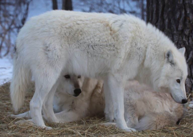 Wolf Biology and Behavior | International Wolf Center