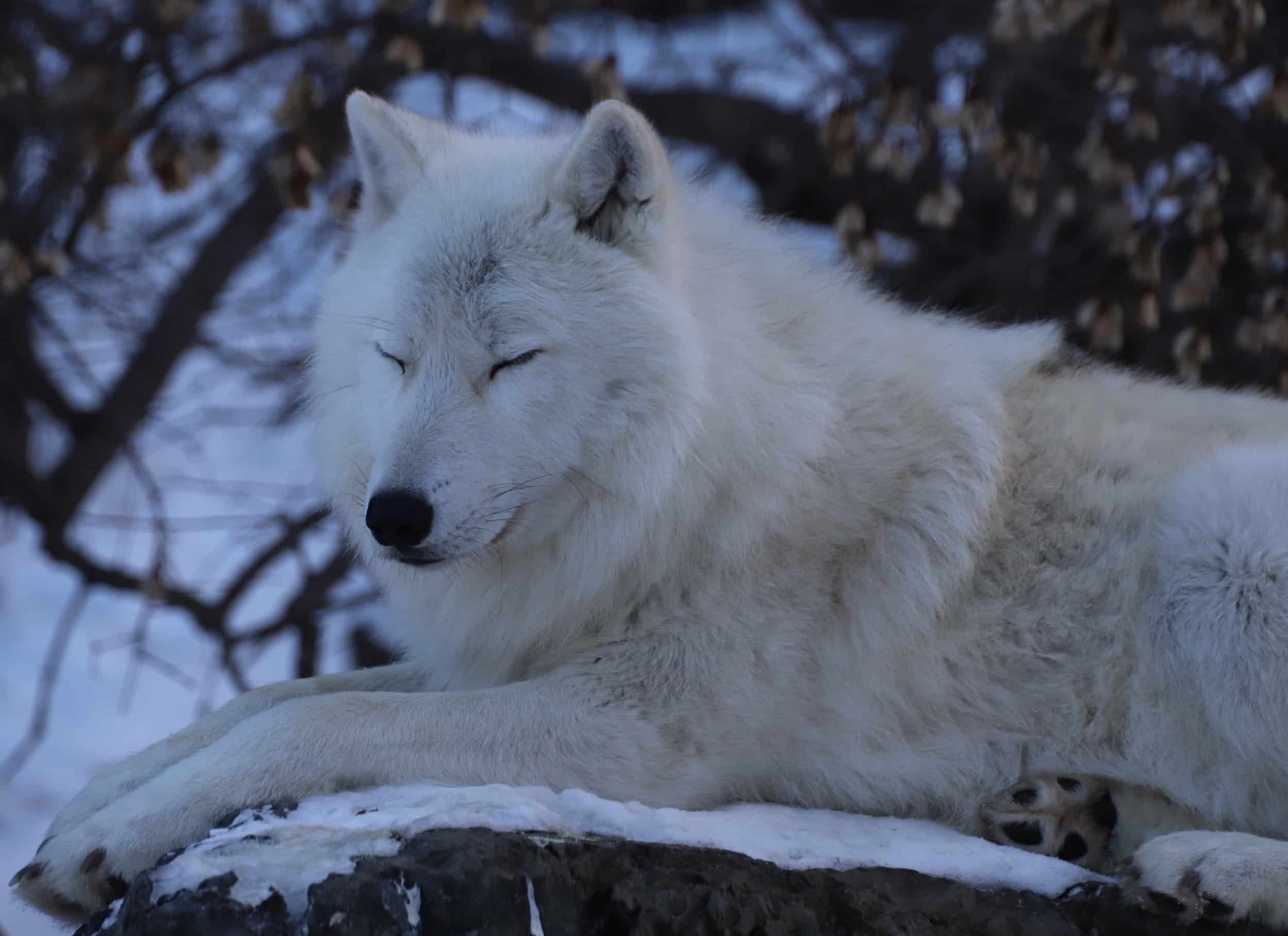 Grayon Do Wolves Really Sleep? International Wolf Center