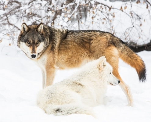 Vocabulary | International Wolf Center