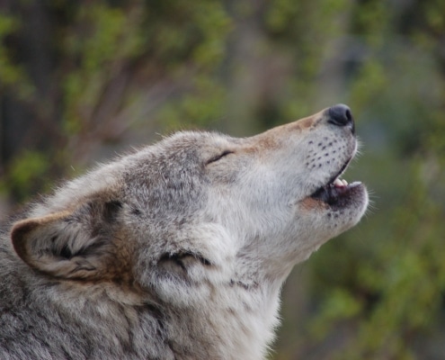 How do wolves communicate? | International Wolf Center