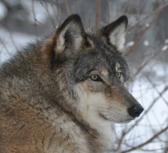 Aidan | International Wolf Center