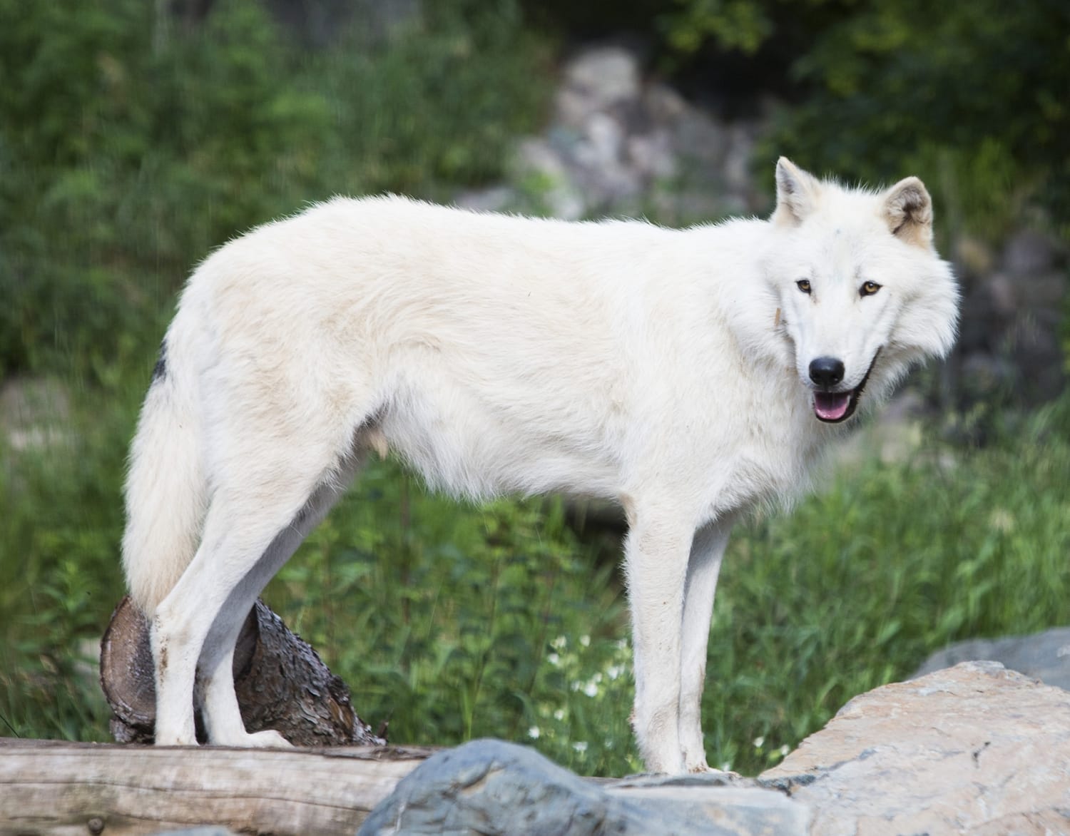 About Us International Wolf Center