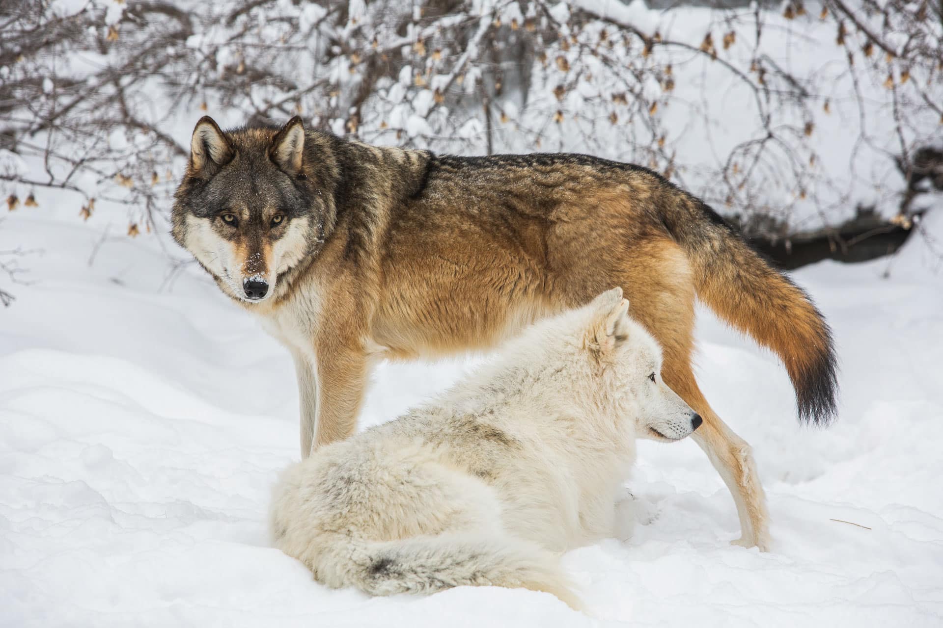 International-Wolf-Center—Homepage-Img | International Wolf Center