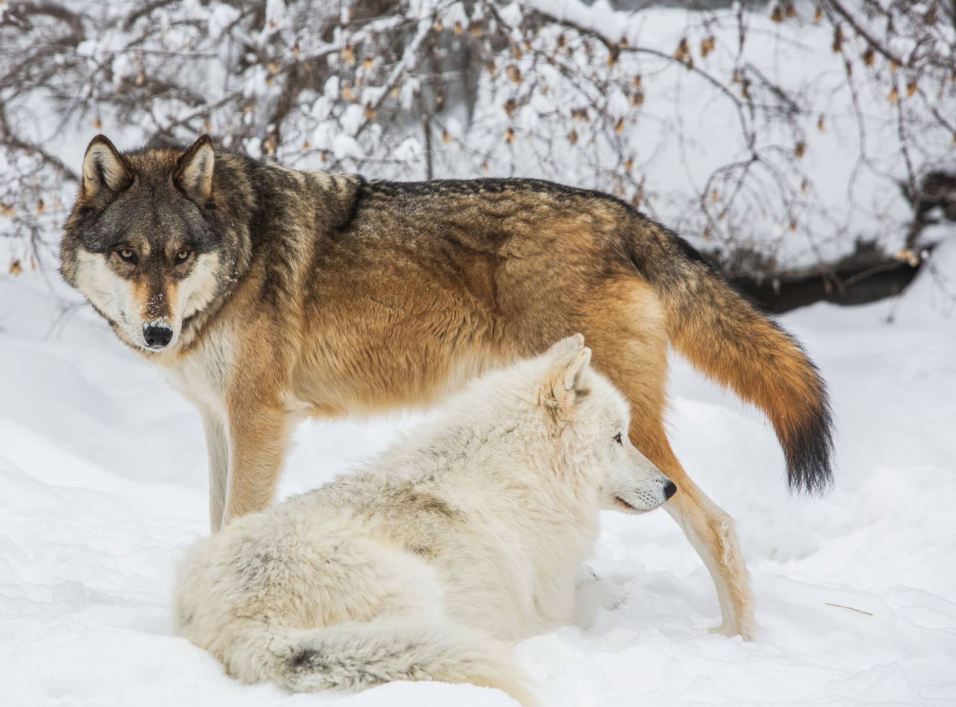 International-Wolf-Center-Homepage-Img-cropped | International Wolf Center