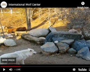 International Wolf Center