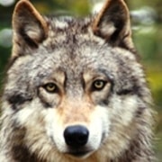 Meet Our Wolves | International Wolf Center