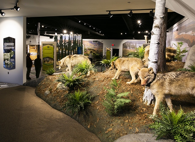 Discover Wolves exhibit