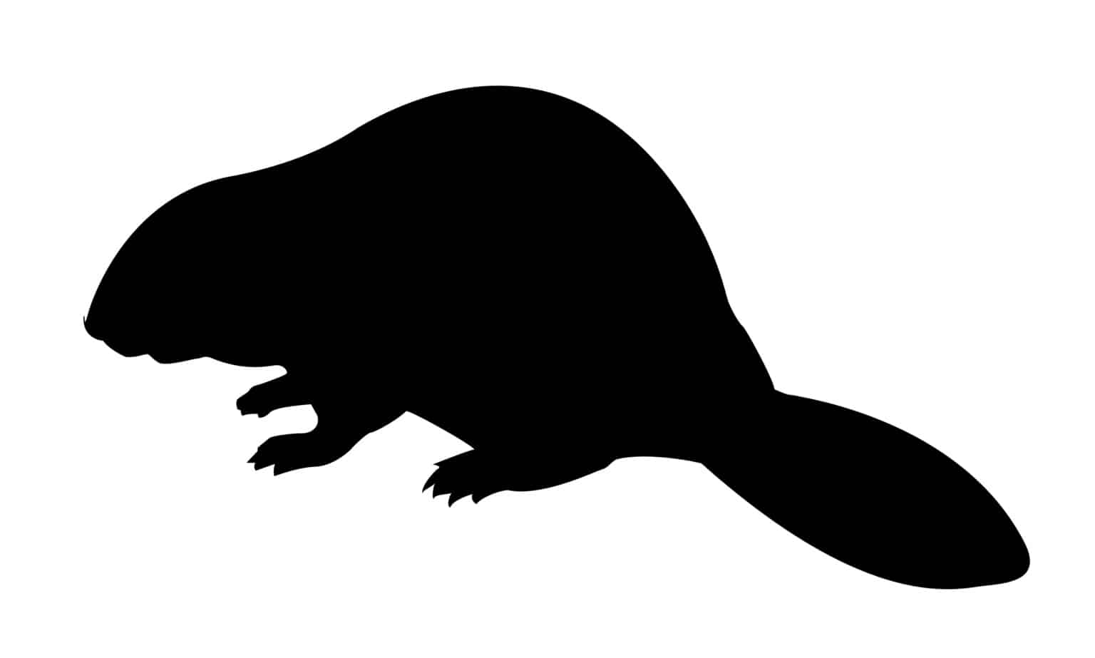 Silhouette Beaver On White Background International Wolf Center