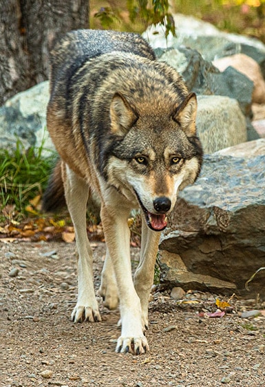 Hunting & Feeding Behavior | International Wolf Center