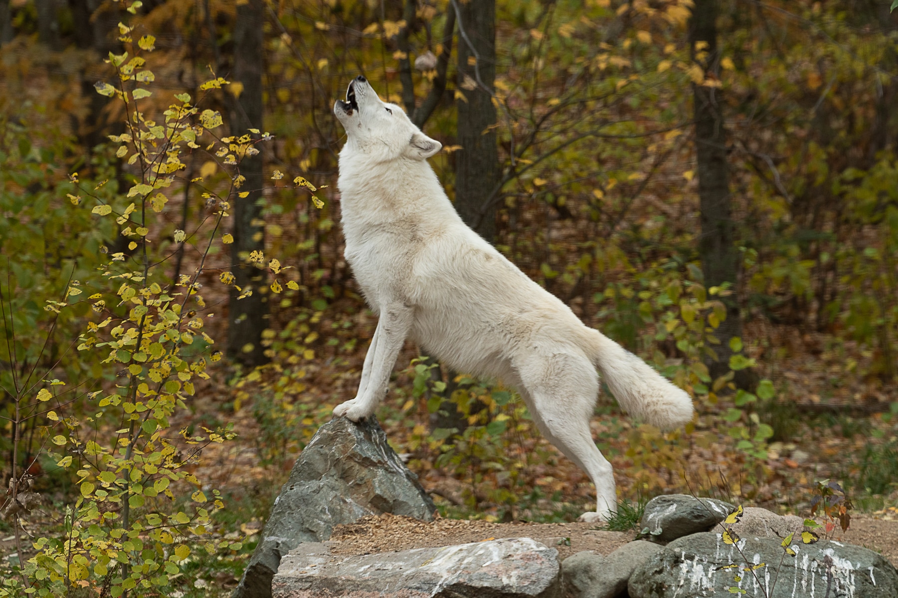 Grayson Howling-2 | International Wolf Center