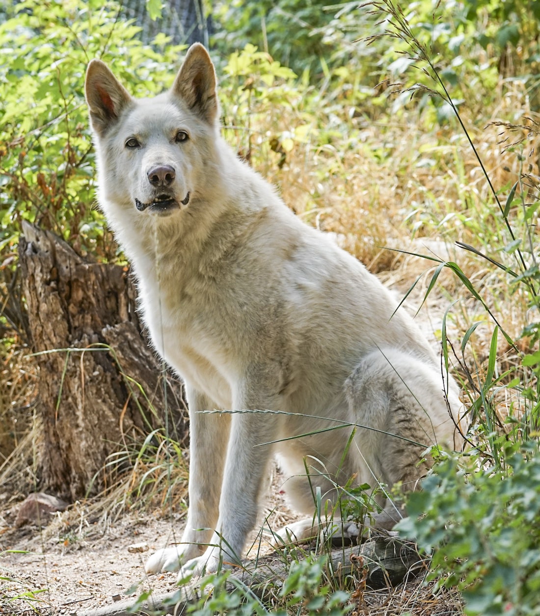 are wolf dogs bigger than wolves