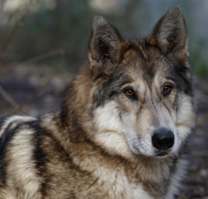 Get facts about wolf-dog hybrids | International Wolf Center