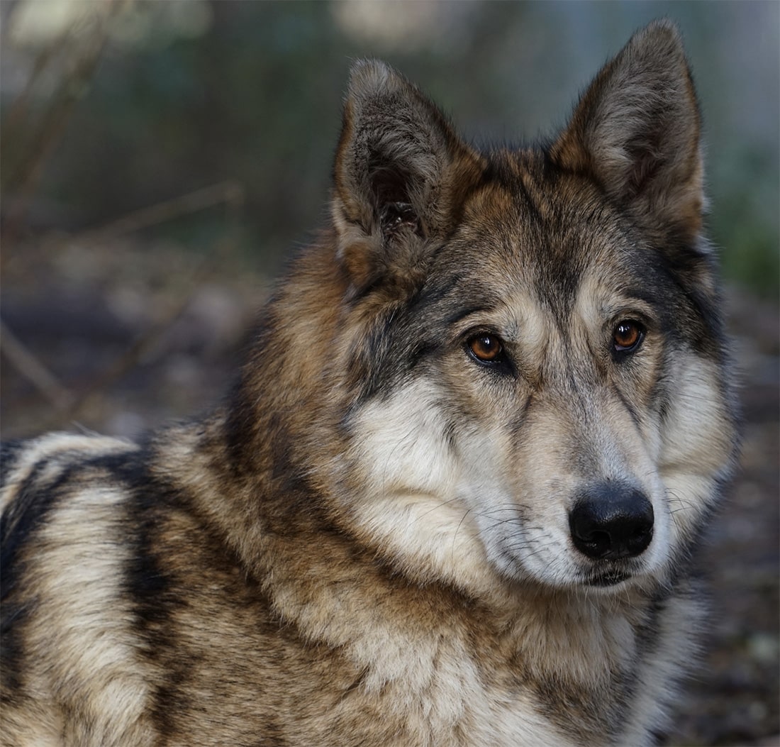 Are Wolf Dogs Aggressive Thedogtoday