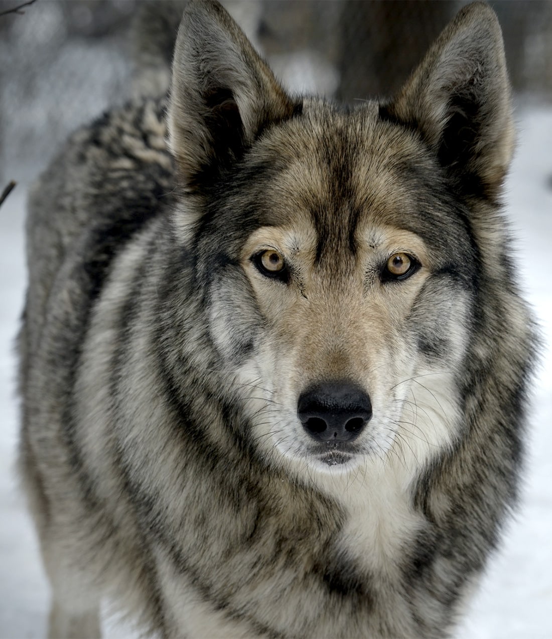 are wolf dogs safe to own