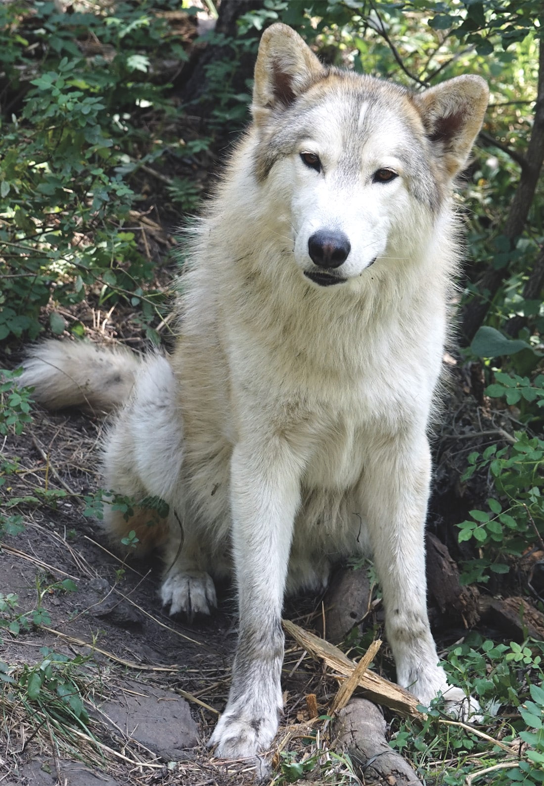 can you own a husky wolf mix in canada