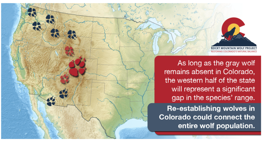 Colorado Wolf Reintroduction | International Wolf Center