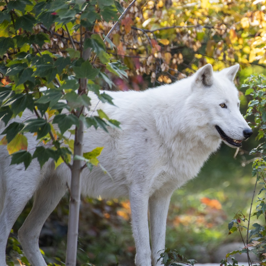 Meet Our Wolves International Wolf Center