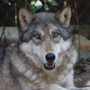 Meet Our Wolves | International Wolf Center