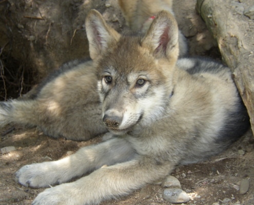 This wolf pup image is of ambassador wolf, Boltz. The program teaches wolf pup basics.