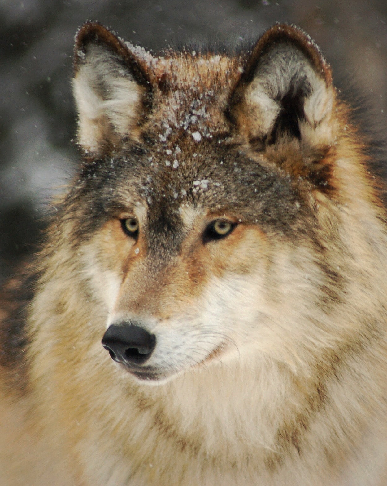 How wolves use hearing to engage with their world