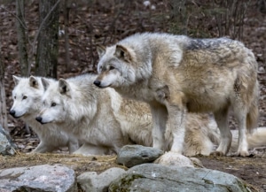 This image includes three of this Center's ambassador wolves. When our wolves display behaviors, our educators will describe the behavior and explain why they do the behavior.