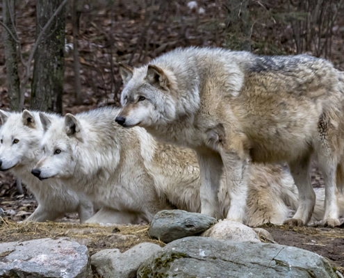 This image includes three of this Center's ambassador wolves. When our wolves display behaviors, our educators will describe the behavior and explain why they do the behavior.