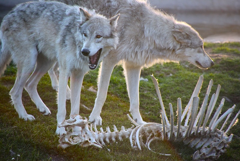 Wolf Ecology