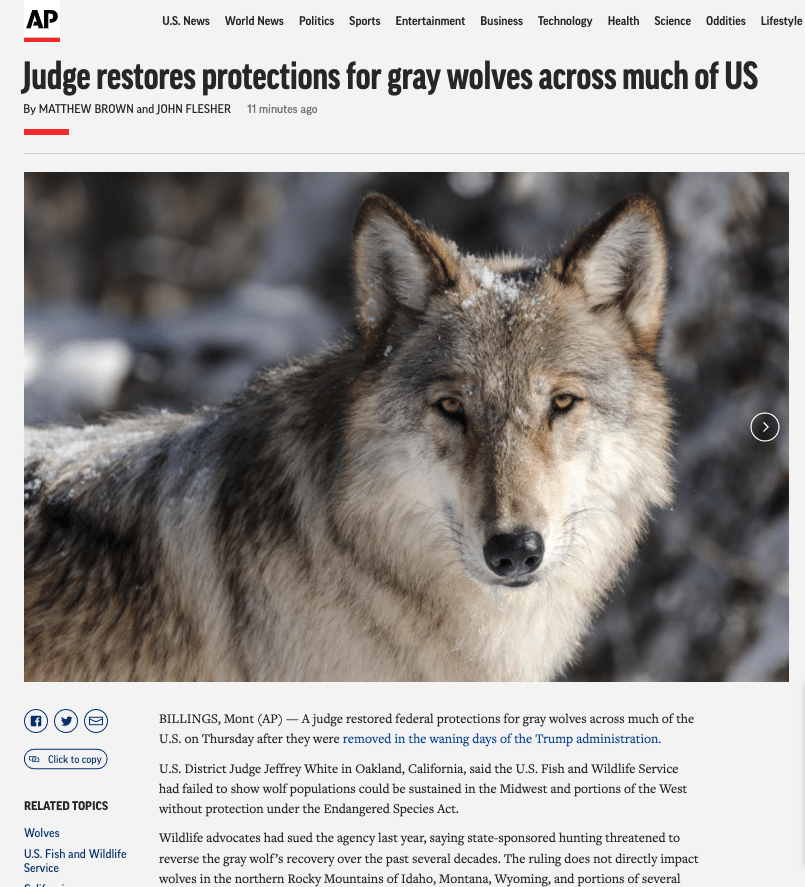 The Endangered Species Act and wolves: An update for 2022 | International  Wolf Center
