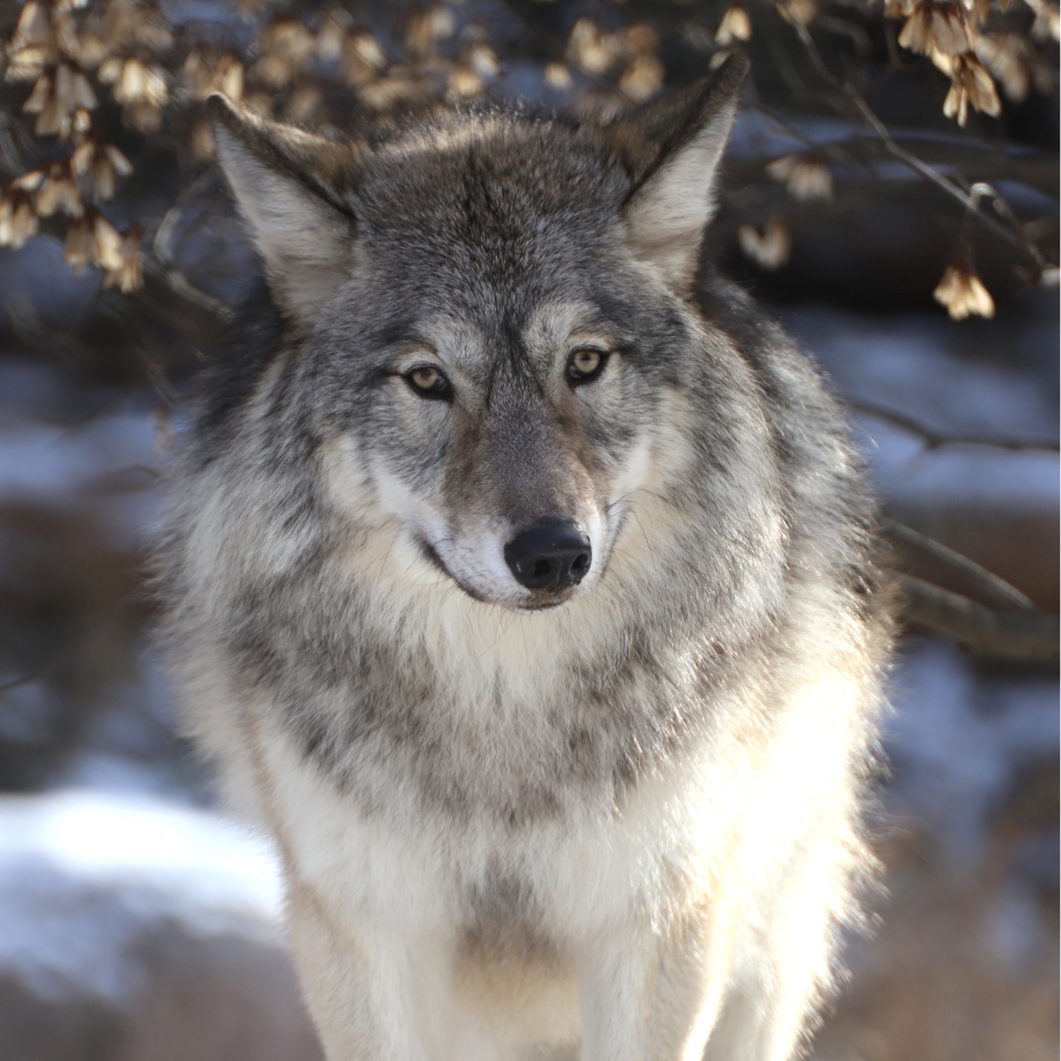 Meet Our Wolves | International Wolf Center