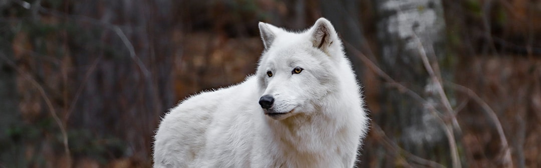 graysonbanner | International Wolf Center