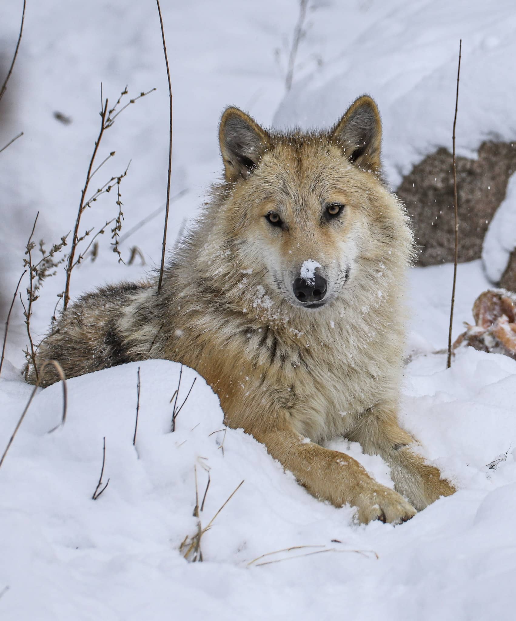 Blackstone | International Wolf Center