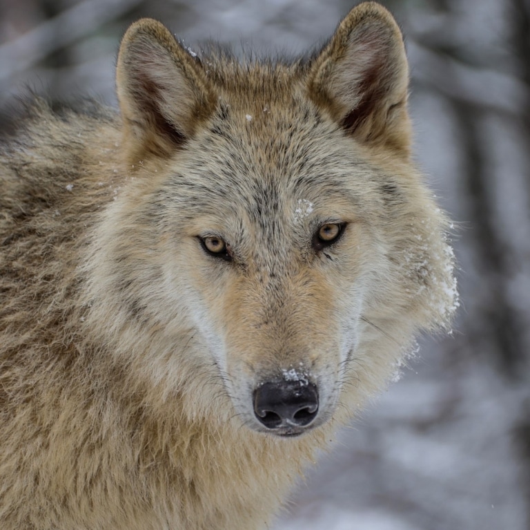 Meet Our Wolves | International Wolf Center