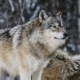 Meet Our Wolves | International Wolf Center