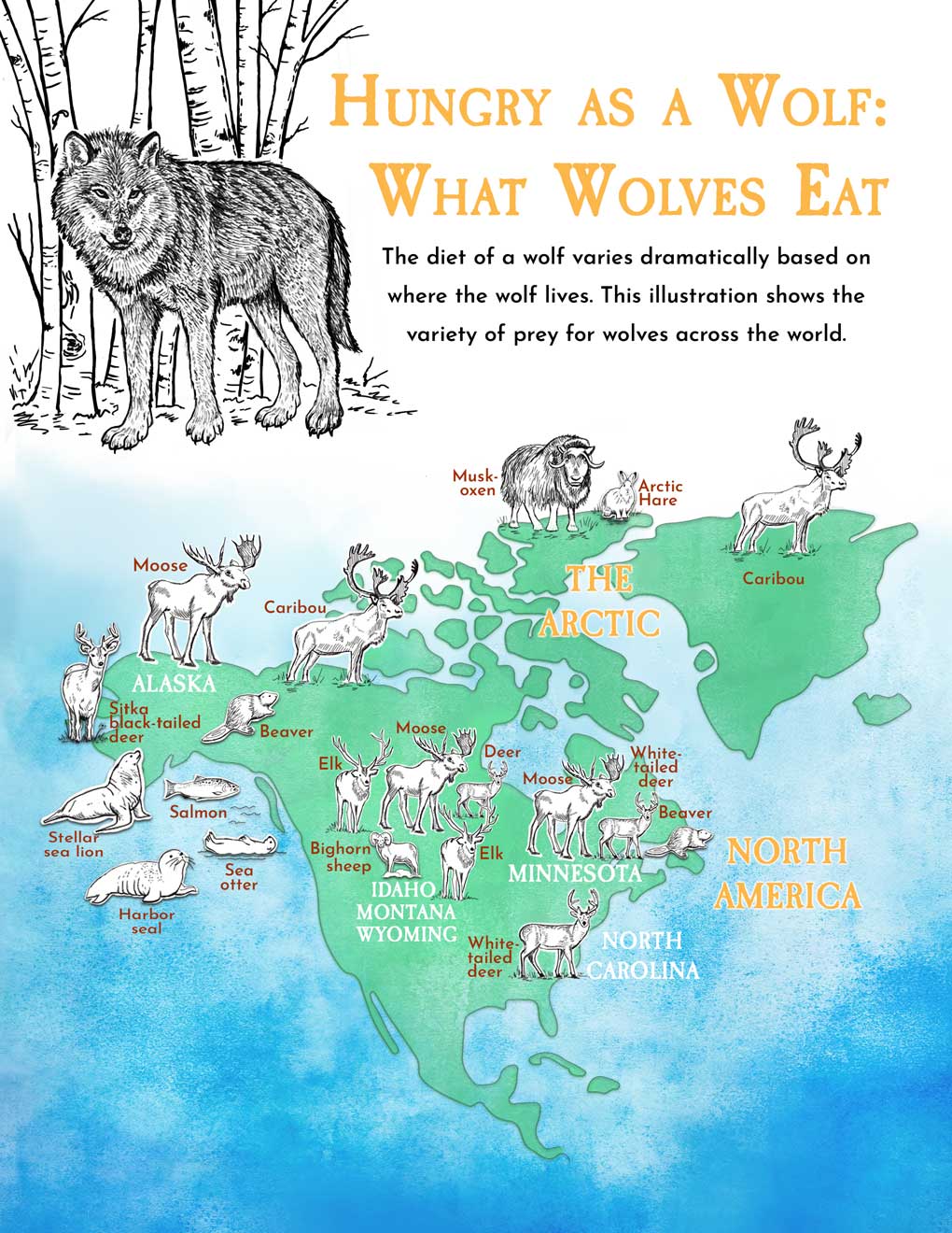 Hungry as a Wolf: What Wolves Eat | International Wolf Center