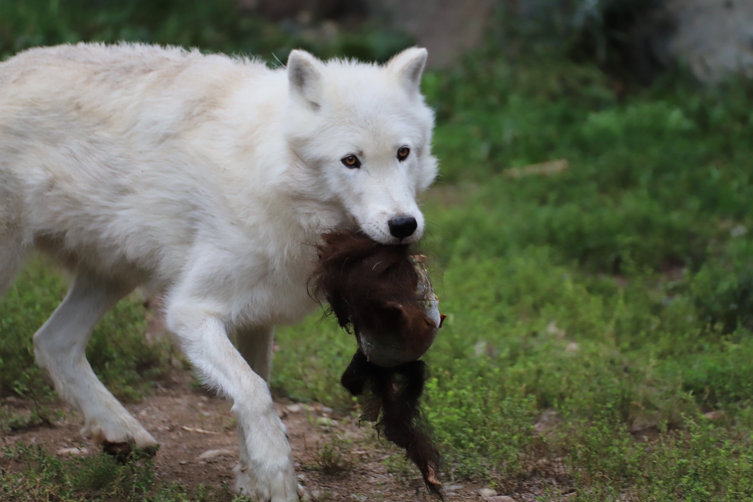 Exhibit Pack Update – 15 September 2023 | International Wolf Center